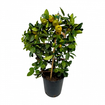 Кумкват Обовата на шпалере / Kumquat Obovata — цитрусовое растение, фото
