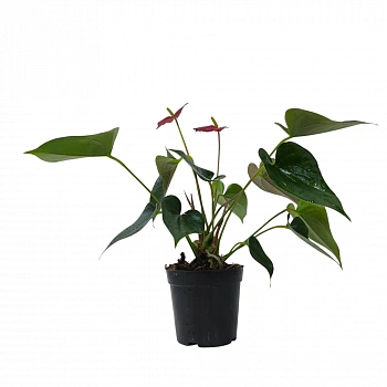 Антуриум андрианум Ред Эксплоужен / Anthurium Аndraeanum Red Explosion