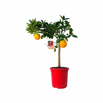 Апельсин Моро нуцеллярный / Orange Moro — цитрусовое растение, фото
