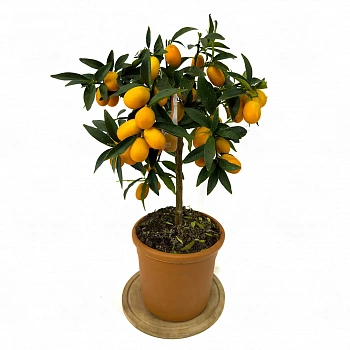 Кумкват Маргарита / Kumquat Margarita — цитрусовое растение, фото
