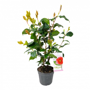 Камелия японская Доктор Кинг / Camellia japonica Dr. King
