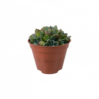 Эхеверия Апус / Echeveria Apus