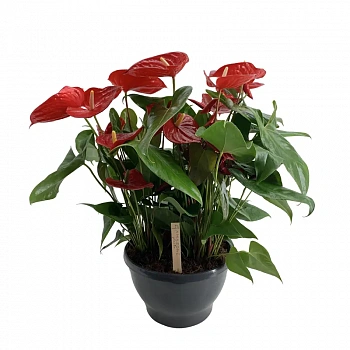 Антуриум Андреанум Невада / Anthurium Andreanum Nevada 6+