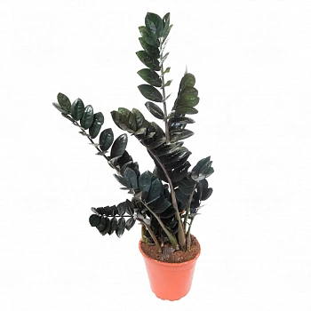 Замиокулькас Равен/ Zamioculcas zamiifolia "Raven"
