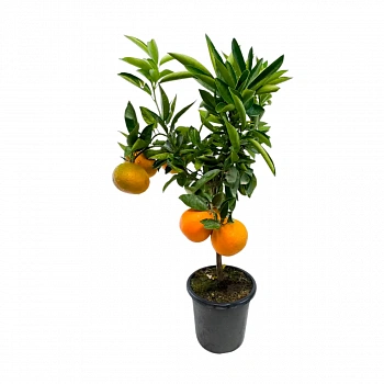 Клементин Эрнандина / Clementine Hernandina — цитрусовое растение, фото
