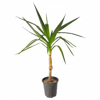 Юкка гигантская / Yucca gigantea