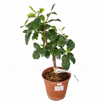 Цитрон Ругозо / Citrus medica Rugoso — цитрусовое растение, фото
