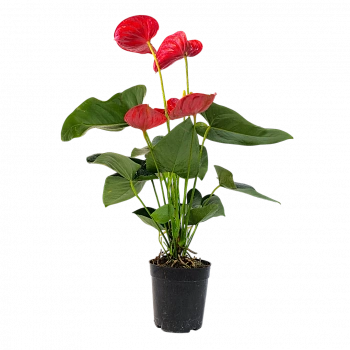 Антуриум Андреанум Валера / Anthurium Andreanum Valera