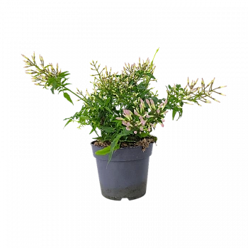 Жасмин многоцветковый /Jasminum Polyantum Wit
