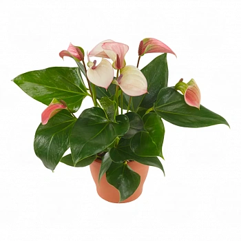 Антуриум Джоли Пульс / Anthurium JOLI PULSE