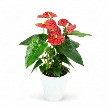 Антуриум Карма Ред / Anthurium KARMA RED