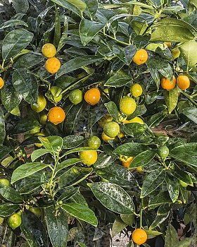 Кумкват Реале / Kumquat Reale — цитрусовое растение, фото
