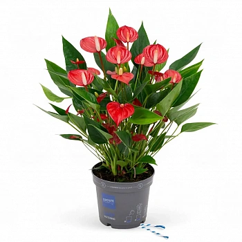 Антуриум Миллион Флауэрс Ред / Anthurium MILLION FLOWERS RED