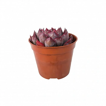 Эхеверия Саммер / Echeveria Summer