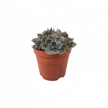 Эхеверия Фиона / Echeveria Fiona