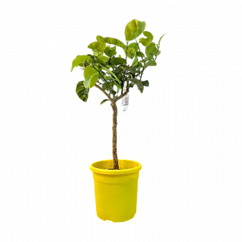 Цитрон Помпия / Citrus medica Pompia — цитрусовое растение, фото
