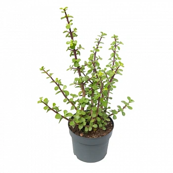 Портулакария Афра / Portulacaria Afra Variegata