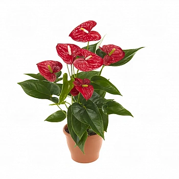 Антуриум Джамбо Ред / Anthurium JAMBO RED