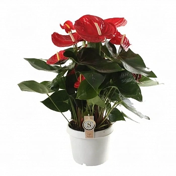 Антуриум Ред Чампион / Anthurium RED CHAMPION