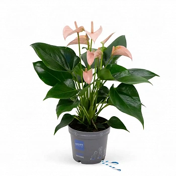 Антуриум Джоли Пич / Anthurium JOLI PEACH