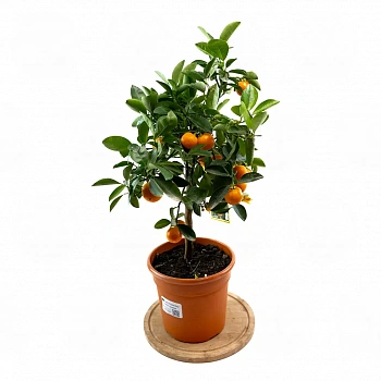 Каламондин / Calamondin — цитрусовое растение, фото
