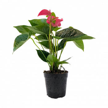 Антуриум Андрианум Пинк Чемпион / Anthurium Andreanum Pink Champion