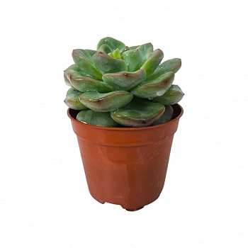 Эхеверия Строберри / Echeveria Strawberry Ice, Strawberry Jam