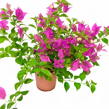 Бугенвиллия Александра / Bougainvillea Alexandra pyramid