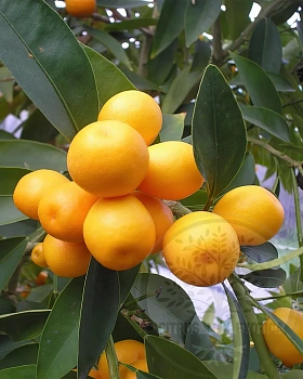 Кумкват Малайский полиандра / Kumquat Malayan — цитрусовое растение, фото
