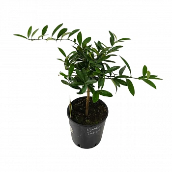 Кумкват Индисии / Kumquat Indisii — цитрусовое растение, фото
