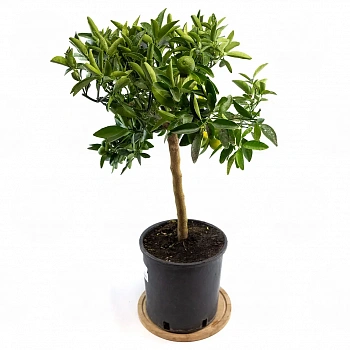 Кумкват Кукле / Kumquat Kucle — цитрусовое растение, фото
