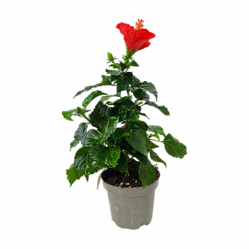 Гибискус / Hibiscus