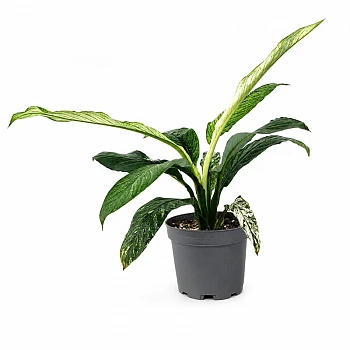 Спатифиллум вариегатный Сенсейшен / Spathiphyllum Sensation