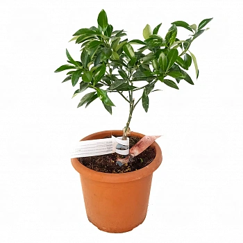Кумкват японика Маруми / Kumquat Marumi — цитрусовое растение, фото
