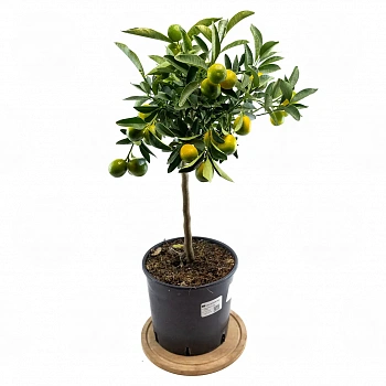 Кумкват Тондо / Kumquat Tondo — цитрусовое растение, фото
