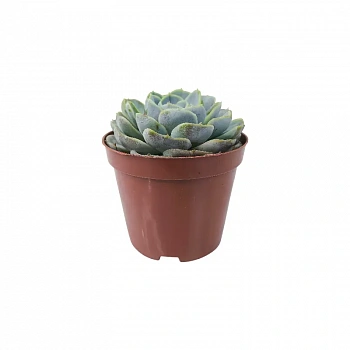 Эхеверия Блю Сюрпрайз / Echeveria Blue Surprise