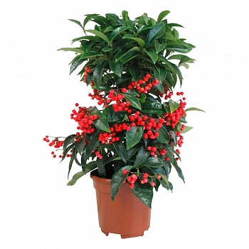Ардизия / Ardisia