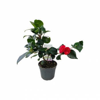 Камелия японская Леди Кэмпбелл / Camellia japonica Lady Campbell