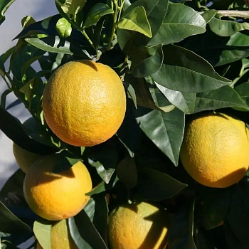 Апельсин Сукрена / Orange Sucrena — цитрусовое растение, фото
