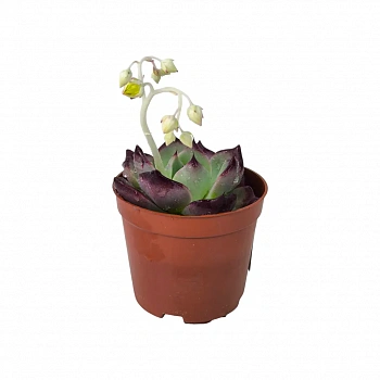 Эхеверия Агавовидная / Echeveria Agavoides