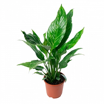 Спатифиллум Даймонд Вариегата (Вариегатный) / Spathiphyllum Diamond Variegata