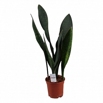 Сансевиерия Масониана Виктория/ Sansevieria Masoniana Victoria