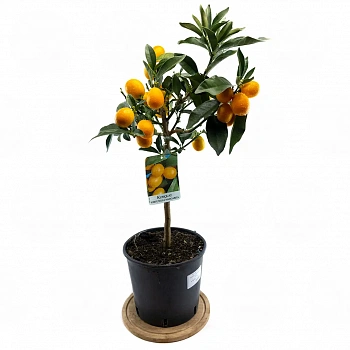 Кумкват Маргарита Биг / Kumquat Margarita Big — цитрусовое растение, фото
