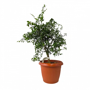 Понцирус Монструоза / Poncirus trifoliata Monstruosa — цитрусовое растение, фото
