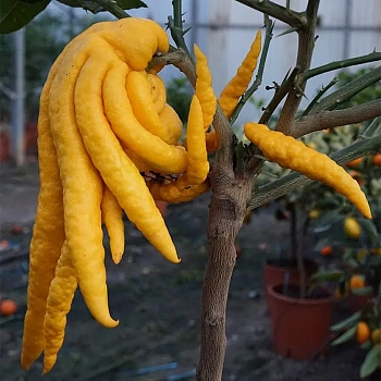 Цитрон Рука Будды розоцветный / Citrus medica Digitata — цитрусовое растение, фото
